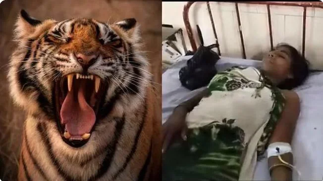 开云平台-印度老虎再啃圆山，捍卫国际大赛名誉的简单介绍