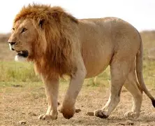 开云下载-包含狮子会与太阳对弈，谁将在比赛中占据上风？的词条