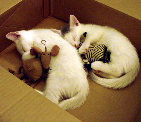 开云下载-东决关键战之夜，迪马利亚一记定乾坤，率队挺进总决赛