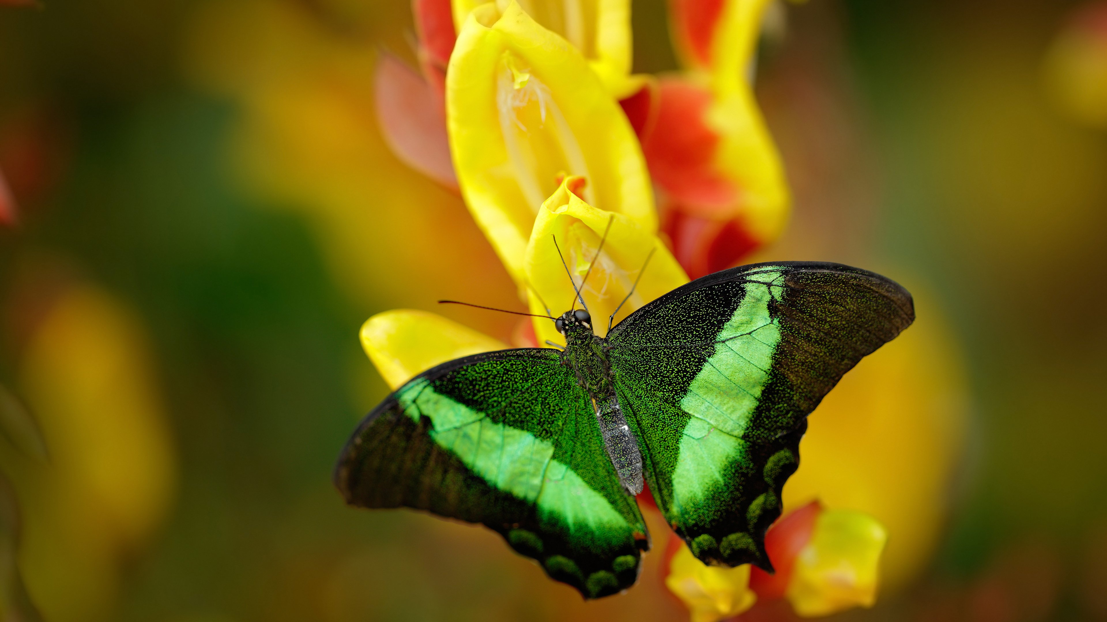 开云APP-库里沉默之夜，克莱汤普森用极致投射亲手撕裂太阳神话