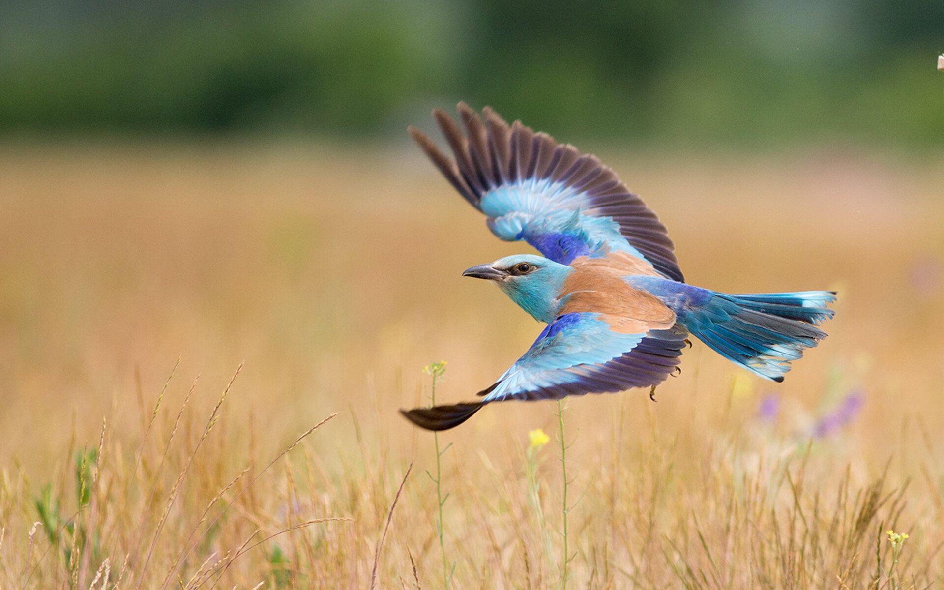 开云体育入口-从德黑兰到伊斯坦布尔，鏖战基因与现代角斗士的胜利交响