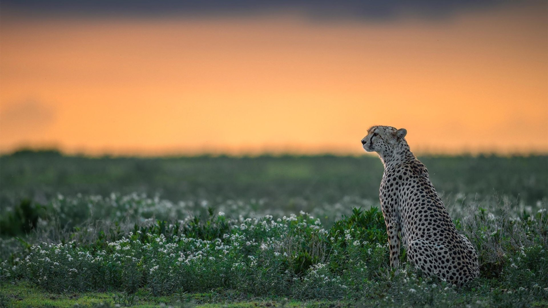 开云官网-绿茵闪电战！金玟哉一柱擎天，里昂三分钟风暴摧毁蓝鹰