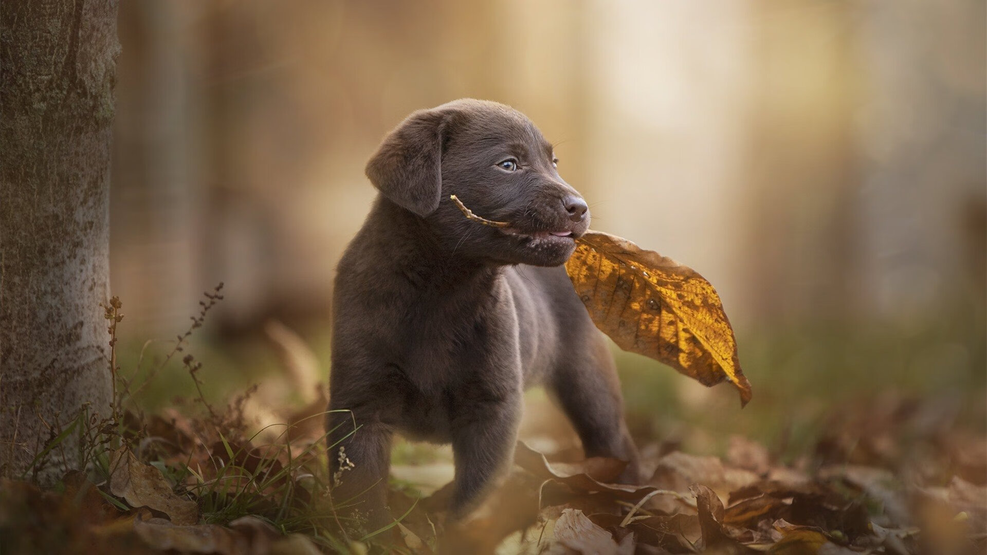 开云APP-武切维奇关键战不手软，凯尔特人横扫深圳队—跨越联赛的梦幻对决解析