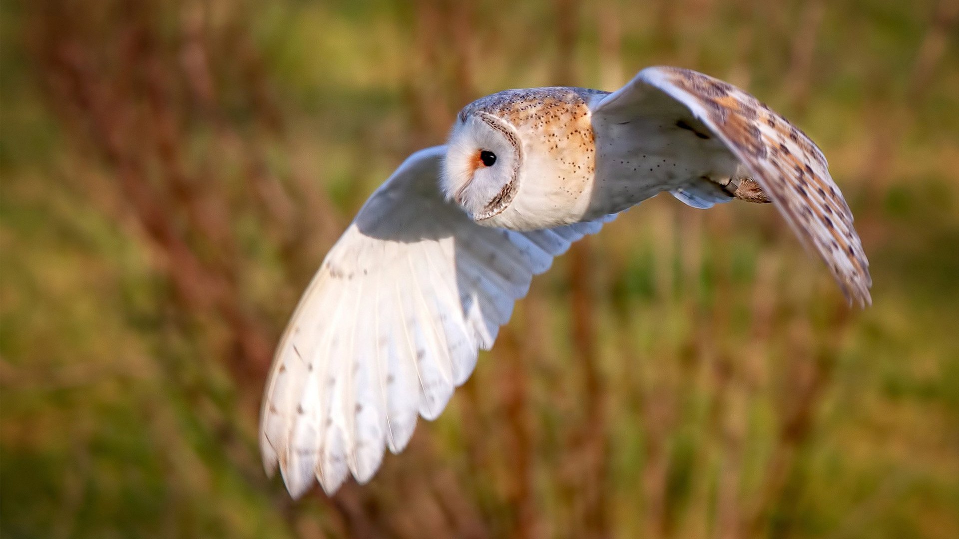 开云官网-双重舞台，一种伟大，当欧冠之夜遇见全力詹