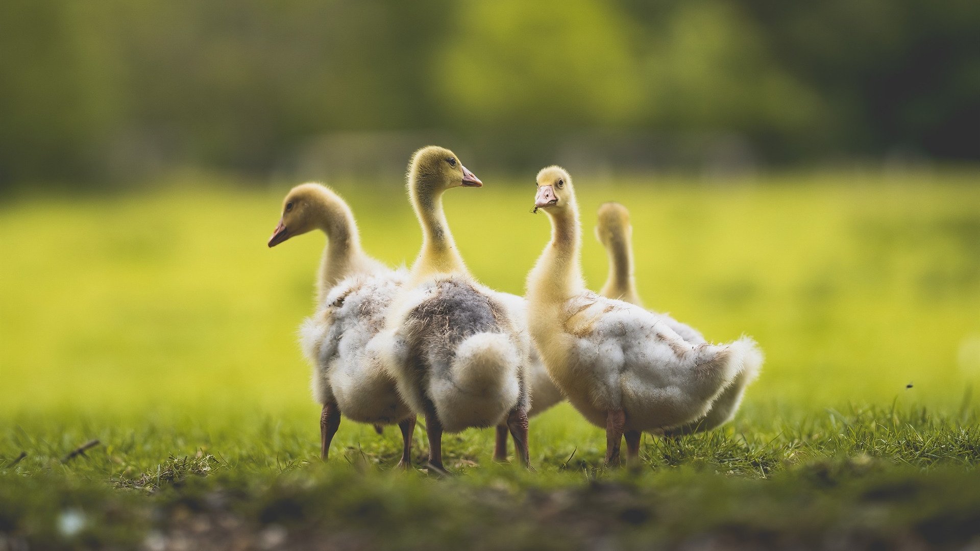 哈登41分风暴席卷球场，马刺式防守绞杀浙江男篮