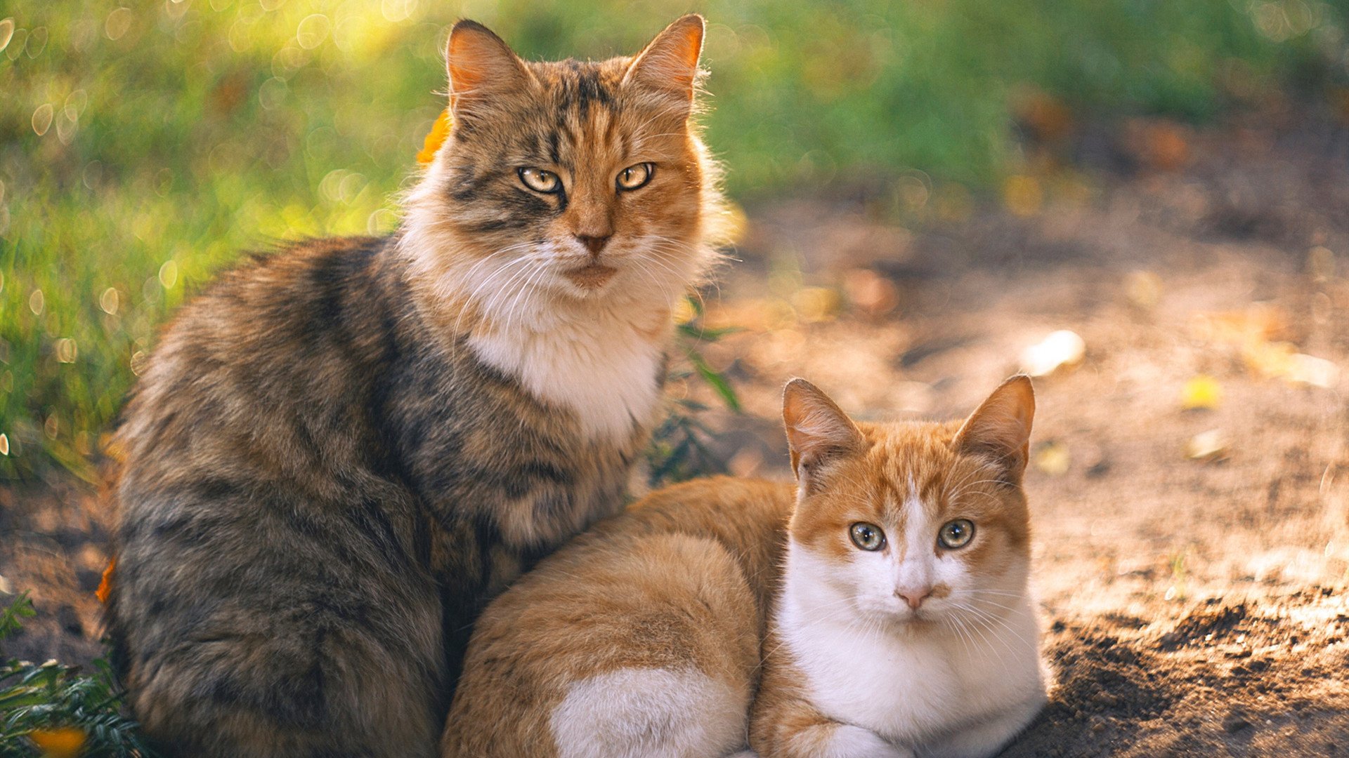 欧锦赛生死线,芬兰用五名射手编织的战术网,如何让波兰窒息?