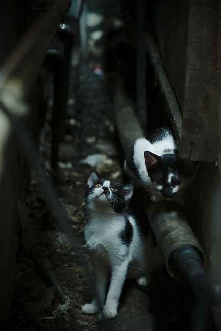 火箭血拼快船，锡安化身关键先生主宰天王山