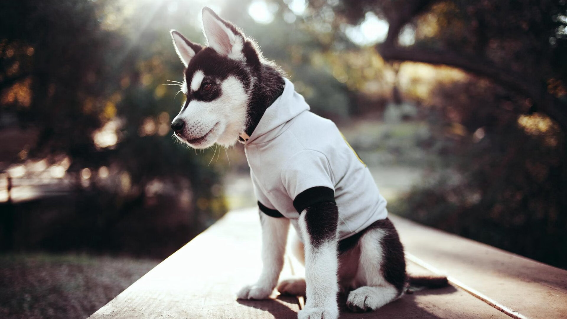 德甲争冠战之夜,那双浓眉如何让对手陷入绝望深渊