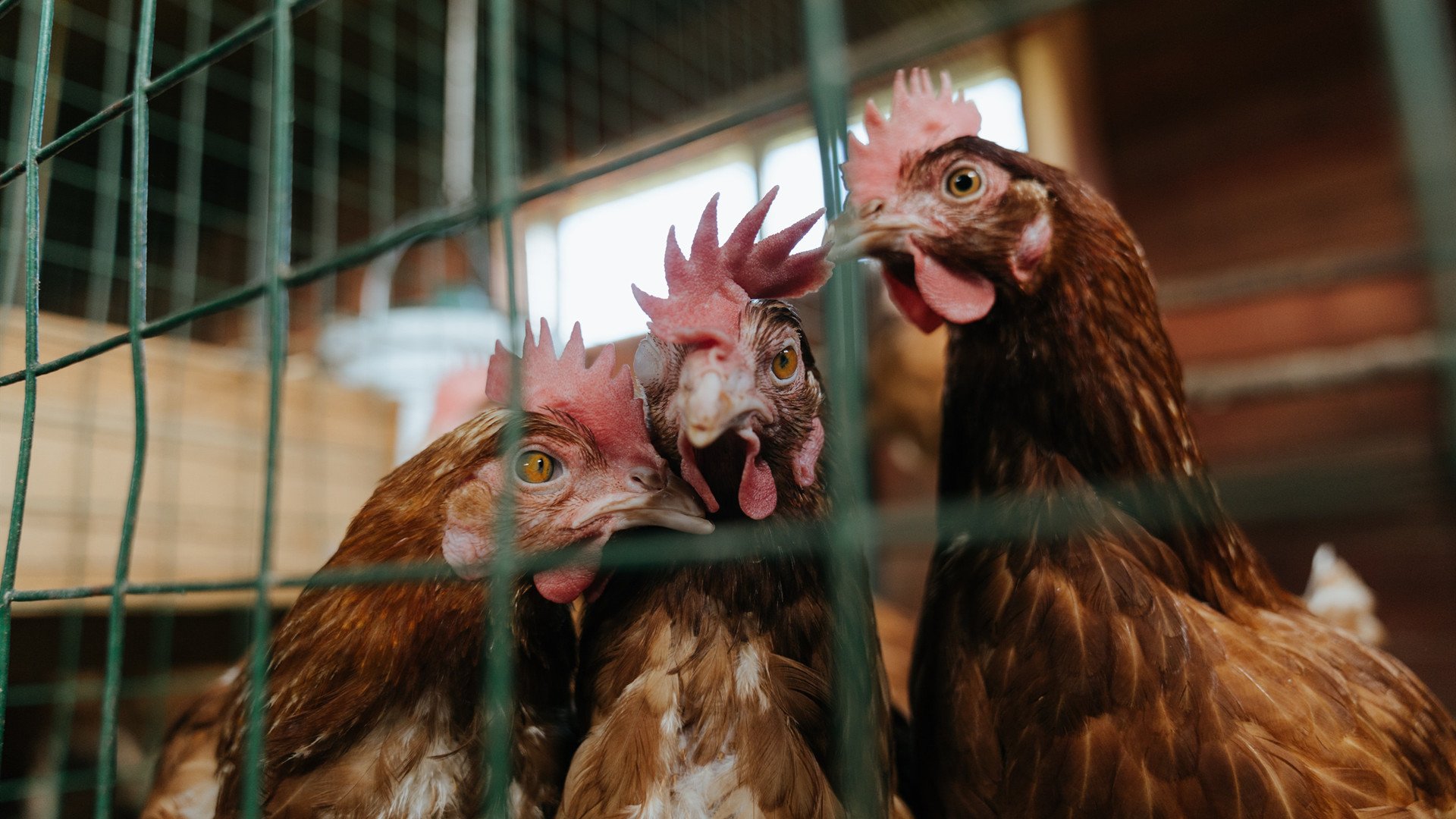 字母哥绝境怒吼,压力之下,雄鹿杀神完成终极觉醒