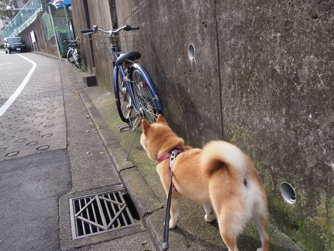 开云体育-全球焦点下的双重博弈，NBA总决赛的激情与沙特-奥地利封锁的暗流