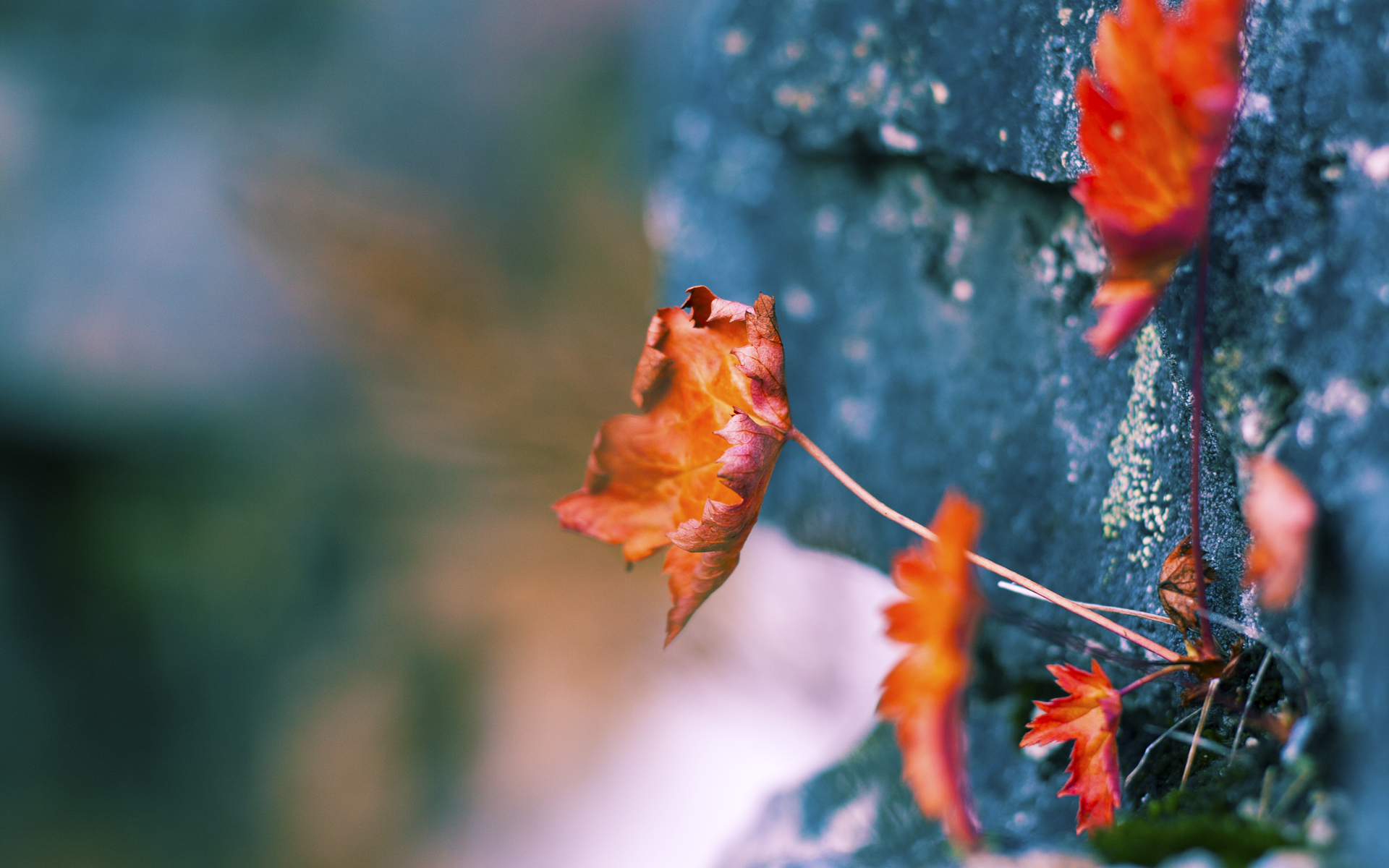 开云APP-存在感拉满,当欧冠铁蹄踏碎星空,约基奇在另一个赛场雕刻不朽