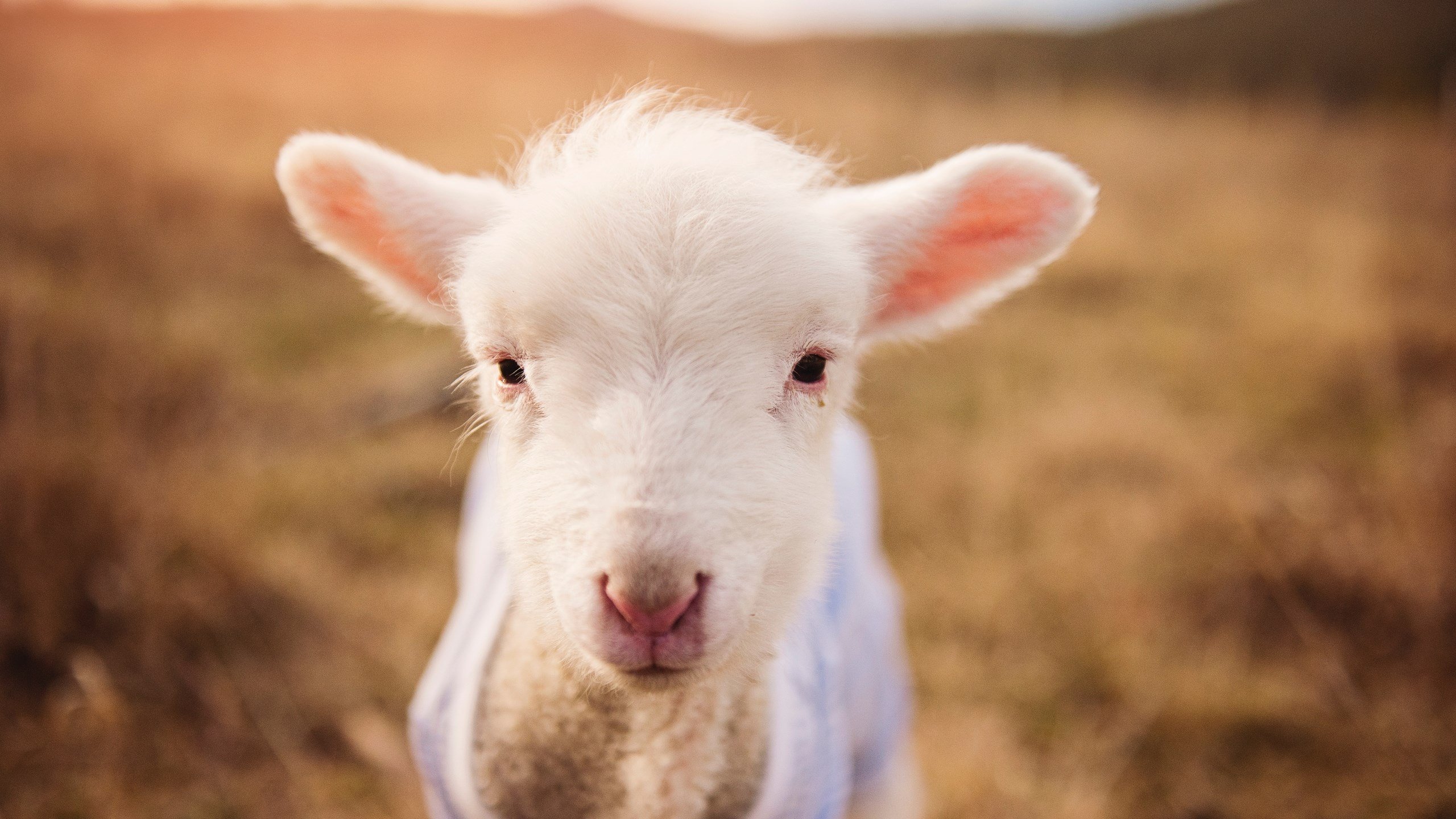 门神统治之夜,库尔图瓦如何以五指山掌控意甲巅峰战